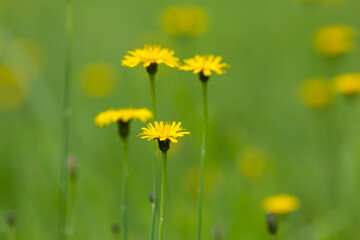 Żółte kwiaty brodawnik zwyczajny Leontodon hispidus na łące w piękny słoneczny dzień