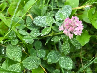 rain drops on a flower