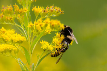 Osa pospolita Vespula vulgaris i trzmiel Bombus zapylają ładne żółte kwiaty, kolorowa wiosna, zapylanie przez owady © PeterG