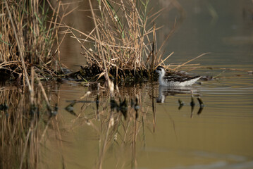 Red-necked phalarope at Asker Marsh, Bahrain