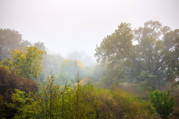 Autumn fog in the old majestic park. Huge old oak tree(Quercus). Colorful leaves on the plants.