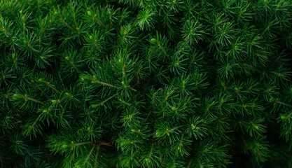 Macro shot of fresh green canadian conic spruce wallpaper floral nature background. Green leaf shrub spring summer texture. Screensaver, natural fonts. Dark background for wallpaper and backdrop