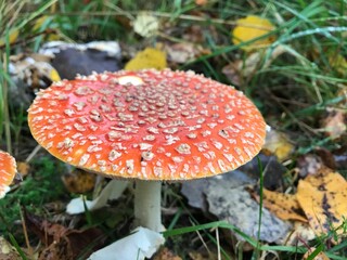 fly agaric mushroom