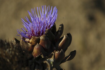 purple artichoke flower