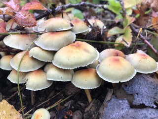 mushrooms in the forest