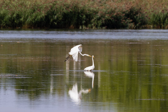 Dwie czaple białe Ardea alba na środku stawu rybnego polują na ryby