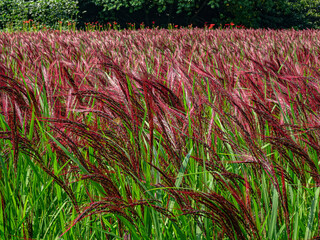 Maiden Grass in Japan 
