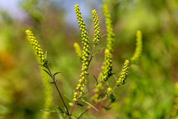 Ambrosia bushes. Ambrosia artemisiifolia causes allergies in summer and autumn. Ambrosia is...