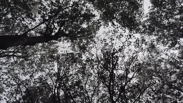 Look up in sky among tall trees. Branches and leaves shaking in the wind in mysterious forest. Conceptual black and white top view