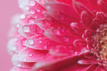 Pink Gerbera flower petals with drops of water, macro on flower, beautiful abstract background
