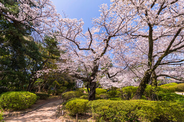 桜咲く哲学堂公園の風景