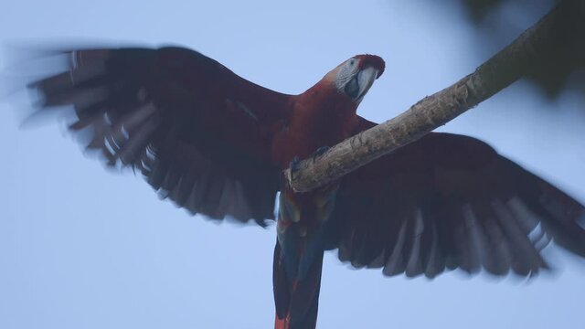 Macaw beating its wings, sitting on a branch