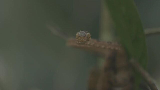 Small snake head staring at the camera