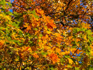 Bright branch of autumn maple on a Sunny day