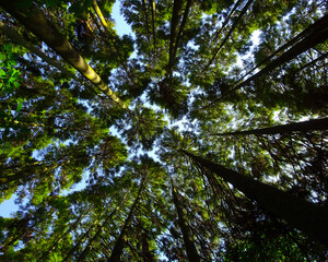 above view of the forest toward the sky 