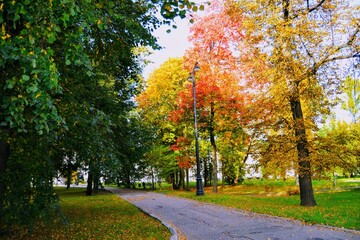 Obraz premium autumn trees in the park