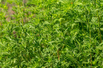 Ambrosia bushes. Ambrosia artemisiifolia causes allergies in summer and autumn. Ambrosia is dangerous weed. Its pollen causes severe mouth allergies during flowering