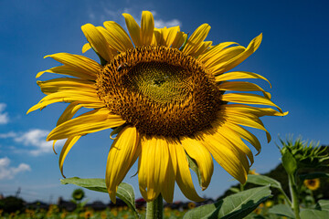 a single sunflower: helianthus annuus