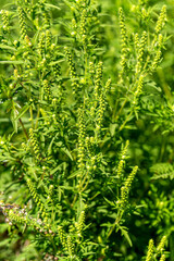 Ambrosia bushes. Ambrosia artemisiifolia causes allergies in summer and autumn. Ambrosia is dangerous weed. Its pollen causes severe mouth allergies during flowering