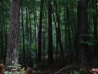 Düsterer Fichtenwald im Odenwald