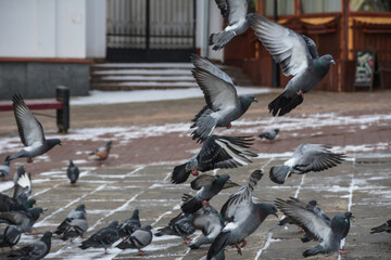 pigeons in the city
