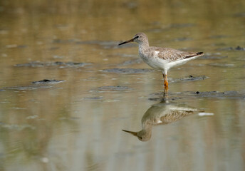 Redshank at Asker marsh with reflection on water, Bahrain
