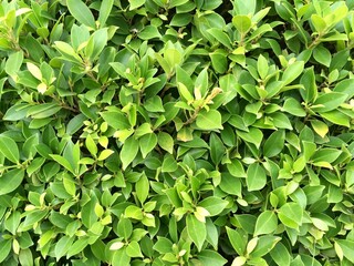 green leaves background