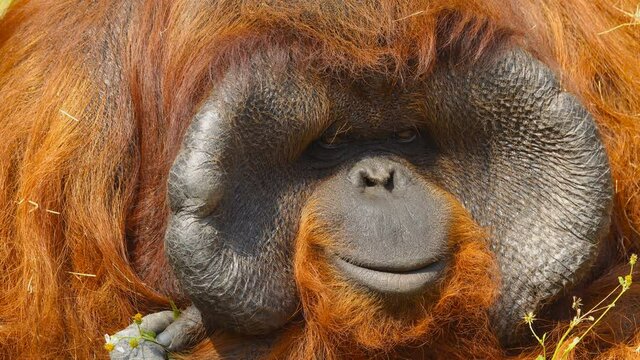 Cinemagraph of a orangutan watching and moving its lips. Loopable cinemagraph plotagraph effect.