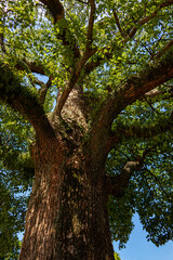 Fototapeta premium a sacred tree