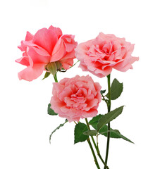 Bunch of rosy roses isolated on white 