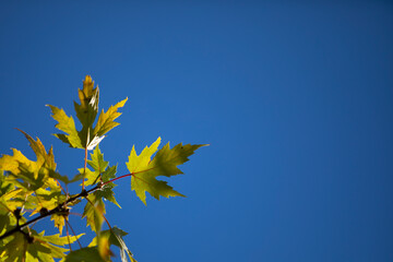 Green maple leaf with blue sky background