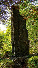 Fototapeta premium ruins in the forest