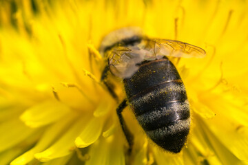 Macro shot of a bee collecting pollen on a dandelion. Closeup of a honeybee on a dandelion.