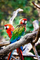 Magnifique perroquet ara aux plumes colorées