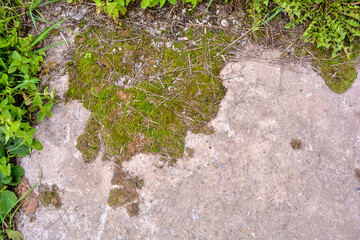 Broken and destroyed old cement walk way floor between them with moss and grass
