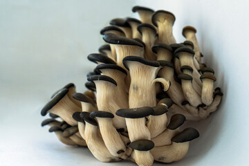 mushrooms on a white background