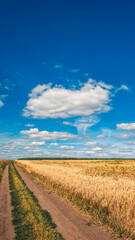 Obraz premium Wheat field in autumn, country road, beautiful white clouds in the blue sky on a clear day, rural landscape, vertical photo. 