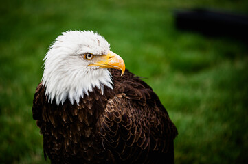 Portrait d'un majestueux aigle pygargue à tête blanche - Symbole américain