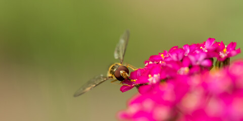 Striped fly looks like wasp - Hoverfly sitting on pink flower