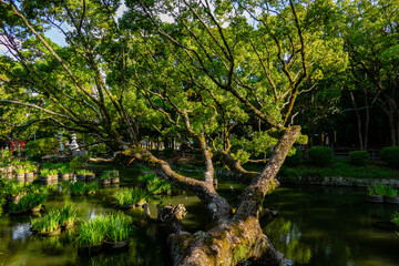 tree and pond 