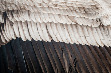 Close up sur des plumes d'un condor des Andes - Arrière plan texture naturelle plume