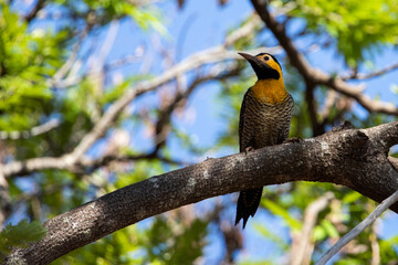 Tropical bird on a trunk of a leafy tree, illuminated by sunlight in the morning. Campo Flicker (Colaptes campestris). Nature background. 