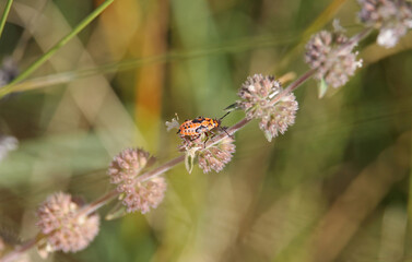 Nymph of Spilostethus saxatilis, a species of bugs belonging to the family Lygaeidae. It is present in most of Europe but prefer warm, dry open areas, meadows and fields.