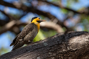 Campo Flicker (Colaptes campestris) on a trunk against blurred background. 