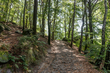 Footpath in the forest in Saxon Switzerland National Park. Germany