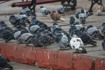 pigeons in the city