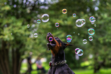 dobermann playing with bubbles