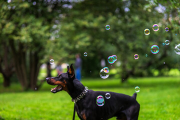 portrait of a dog