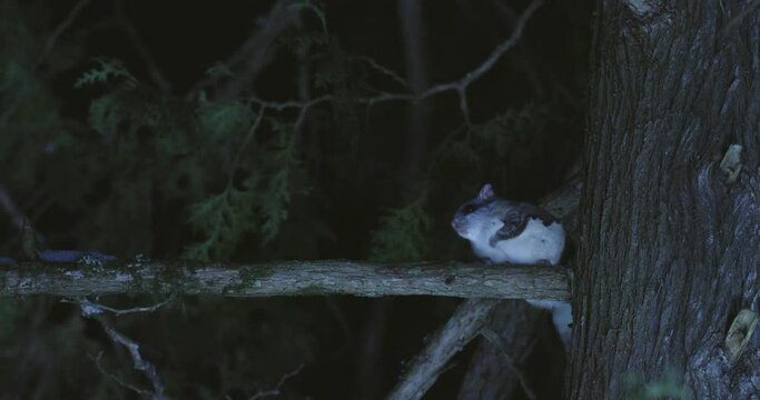 Southern flying squirrel jumping from tree, Maine, USA