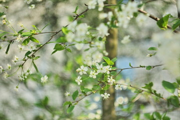 Closeup of beautiful apple tree blossoms in springtime